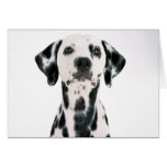 Dalmation Greeting Cards