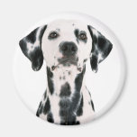 Dalmation Magnets