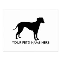Dalmation Post Card
