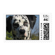 Dalmation Postage Stamp