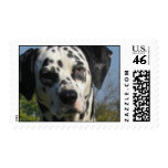Dalmation Postage Stamp