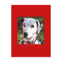 dalmation postcards by Basketballgirl1 dalmation postcards