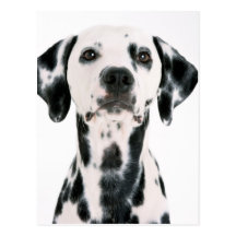 Dalmation Postcard