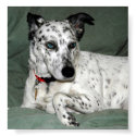 Dalmation posters by virginiamccabe Dalmation posters