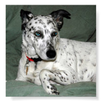 Dalmation posters