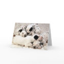 Dalmation_Puppies cards