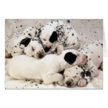 Dalmation_Puppies Greeting Card