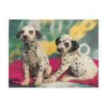 Dalmation Puppies