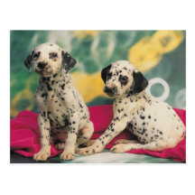 Dalmation Puppies Postcard