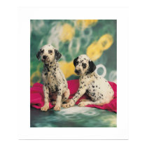 Dalmation Puppies Poster posters
