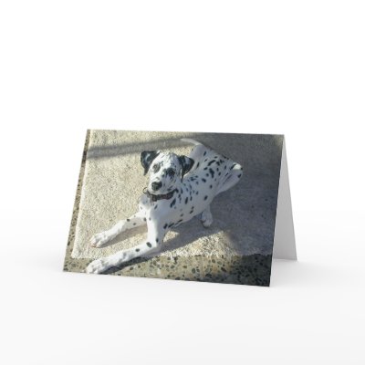 Dalmation Puppy Greeting Card by gardenparty