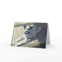 Dalmation Puppy cards by gardenparty Dalmation Puppy cards