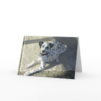 Dalmation Puppy cards by gardenparty Dalmation Puppy cards
