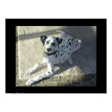 Dalmation Puppy posters