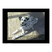 Dalmation Puppy posters