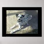 Dalmation Puppy posters