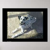 Dalmation Puppy Poster