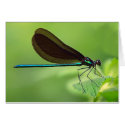 Damsel Fly cards
