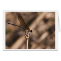 damsel on top cards by blacqbook damsel on top cards
