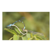 Damselflies Mating Rectangle Sticker