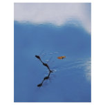 Damselflies reflection customized letterhead