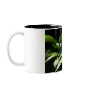 Damselfly Coffee Mug