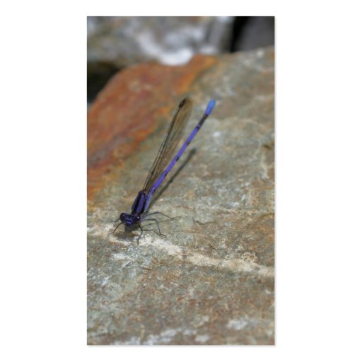 Damselfly Nature Photography Business Card (back side)