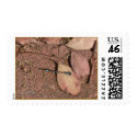 Damselfly postage