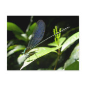 Damselfly Postcard