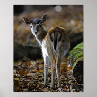 Damwild, Dama dama, fallow deer, Hirschkalb Poster