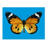 Danaus chrysippus butterfly post card