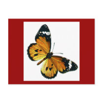 Danaus chrysippus postcards