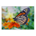 Danaus Plexippus II - Card
