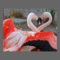 Dance of Love posters