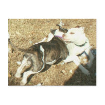 dances with bulls redeux postcards