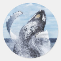 Dances with Whales Round Stickers