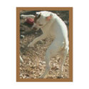 dancin days are here again postcards