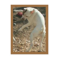 dancin days are here again postcards
