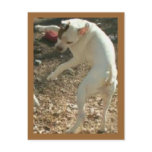 dancin days are here again postcard