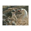 dancin days postcards by holycrocodile dancin days postcards
