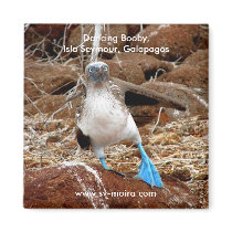Dancing Booby, Isla Seymour, Galapagos Magnet