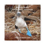 Dancing Booby, Isla Seymour, Galapagos magnets