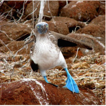 Dancing Booby, Isla Seymour, Galapagos photo sculptures by lshickzazzle Dancing Booby, Isla Seymour, Galapagos photo sculptures