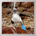 Dancing Booby, Isla Seymour, Galapagos posters