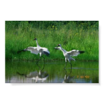 Dancing Crane posters by mvlosh Dancing Crane posters