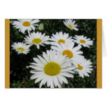 Dancing Daisies Blank Card Dancing Daisies Blank Card