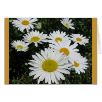 Dancing Daisies Blank Card