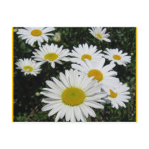 Dancing Daisies Postcard