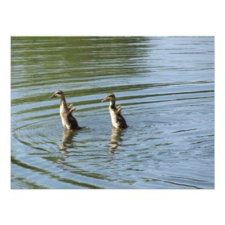 Dancing Ducks Photo