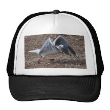 Dancing Gull Hats